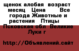 щенок алобая .возраст 1 месяц › Цена ­ 7 - Все города Животные и растения » Птицы   . Псковская обл.,Великие Луки г.